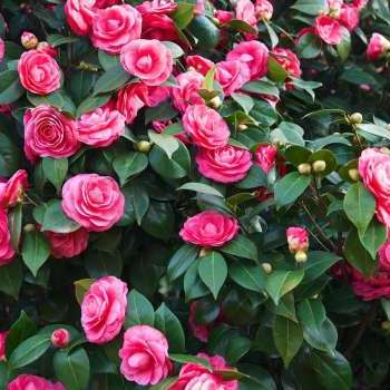 Antiche camelie della Lucchesia’s Fair (Spring)