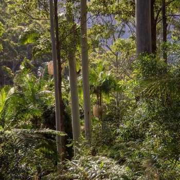 foresta alberi della gomma